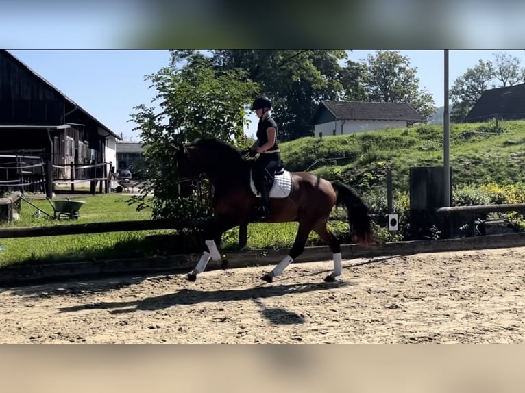 Cavallo da sella tedesco Castrone 4 Anni 172 cm Baio in Werdohl