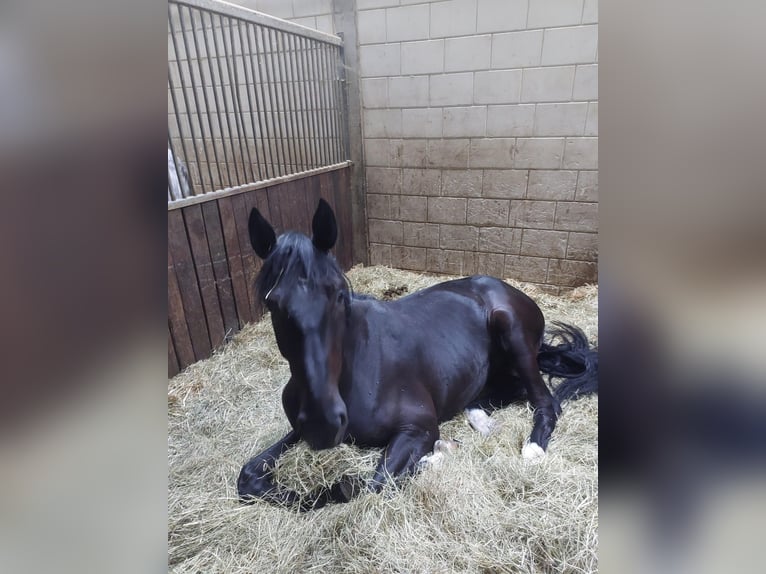 Cavallo da sella tedesco Castrone 4 Anni 177 cm Morello in Neuler