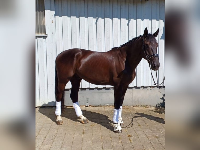 Cavallo da sella tedesco Castrone 4 Anni 177 cm Morello in Neuler