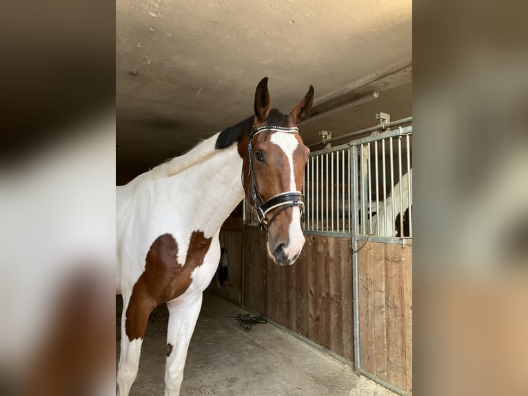 Cavallo da sella tedesco Castrone 4 Anni 184 cm Pezzato in Großtaxen