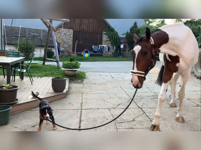 Cavallo da sella tedesco Castrone 4 Anni 184 cm Pezzato in Großtaxen