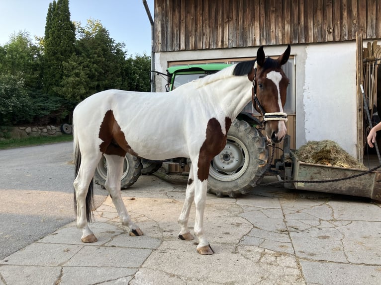 Cavallo da sella tedesco Castrone 4 Anni 184 cm Pezzato in Großtaxen