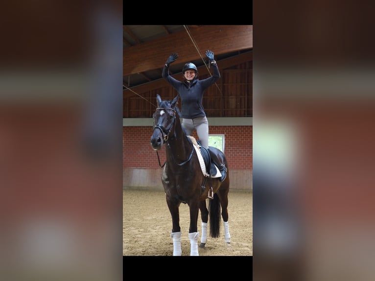 Cavallo da sella tedesco Castrone 4 Anni Baio scuro in Lienen