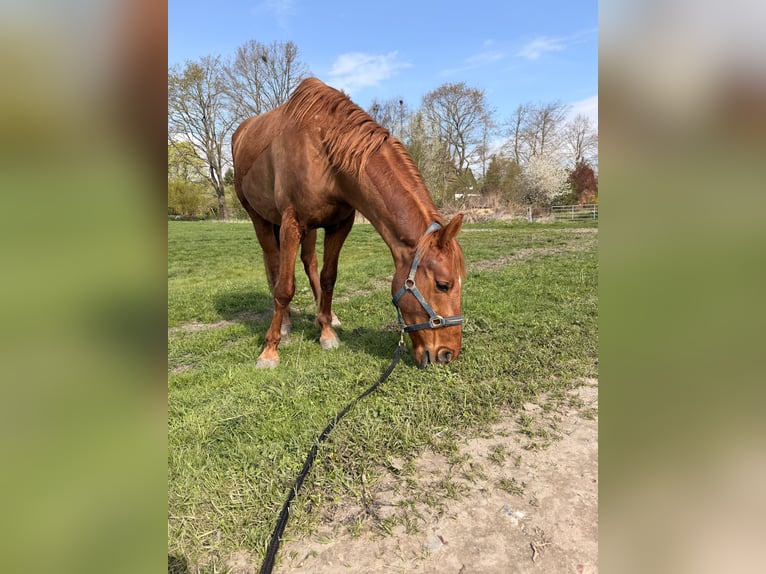 Cavallo da sella tedesco Castrone 5 Anni 158 cm Sauro in Hamburg