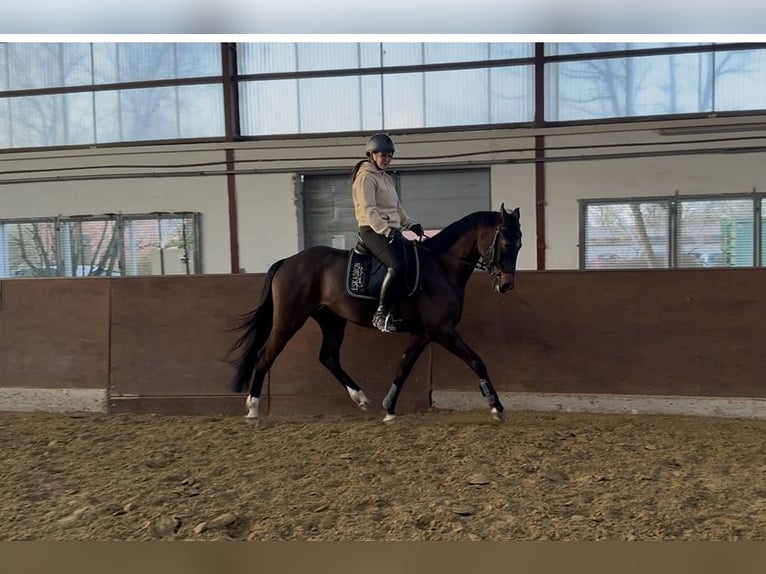 Cavallo da sella tedesco Castrone 5 Anni 160 cm Baio scuro in Bissendorf
