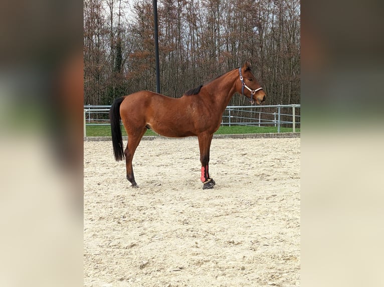 Cavallo da sella tedesco Castrone 5 Anni 163 cm Baio in Gevelsberg