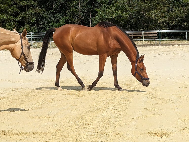 Cavallo da sella tedesco Castrone 5 Anni 163 cm Baio in Gevelsberg