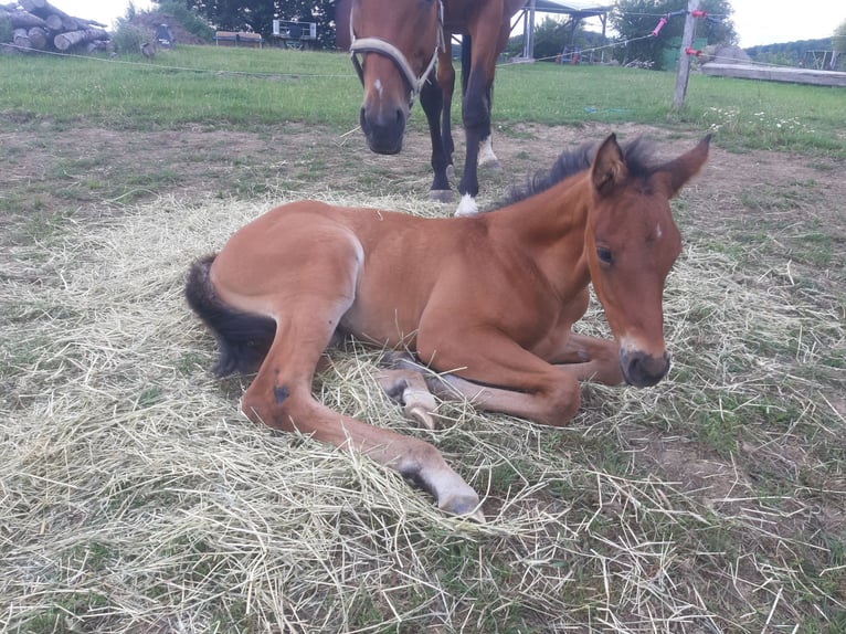 Cavallo da sella tedesco Castrone 5 Anni 163 cm Baio in Gevelsberg