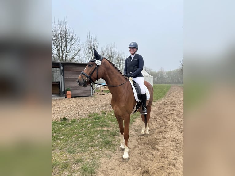 Cavallo da sella tedesco Castrone 5 Anni 163 cm Sauro scuro in Elmlohe