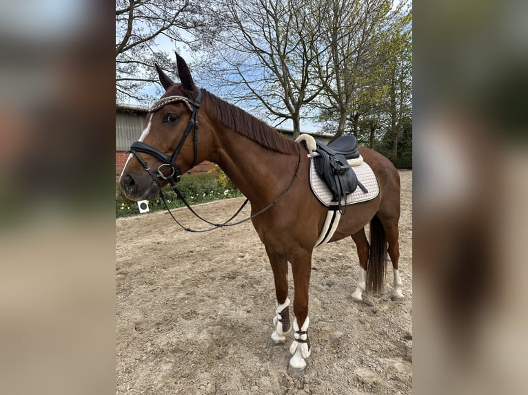 Cavallo da sella tedesco Castrone 5 Anni 163 cm Sauro scuro in Elmlohe