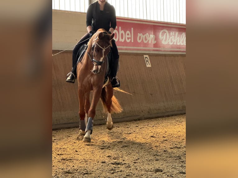 Cavallo da sella tedesco Castrone 5 Anni 163 cm Sauro scuro in Elmlohe