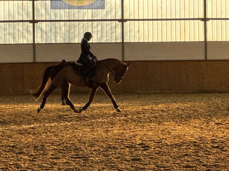 Cavallo da sella tedesco Castrone 5 Anni 163 cm Sauro scuro in Elmlohe