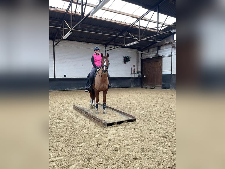 Cavallo da sella tedesco Castrone 5 Anni 163 cm Sauro scuro in Elmlohe