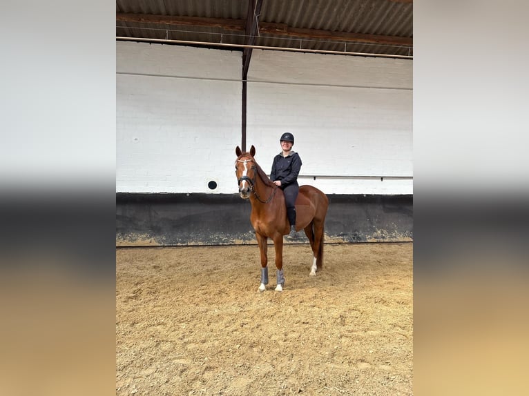 Cavallo da sella tedesco Castrone 5 Anni 163 cm Sauro scuro in Elmlohe