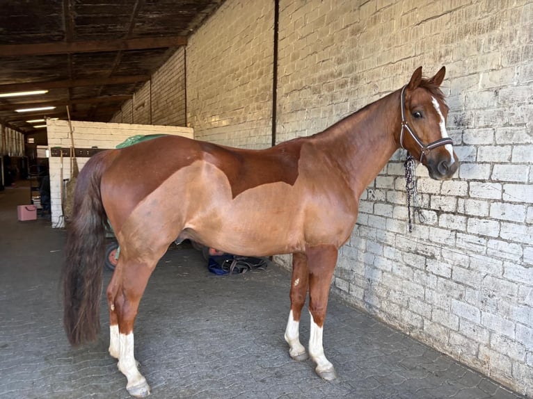 Cavallo da sella tedesco Castrone 5 Anni 163 cm Sauro scuro in Elmlohe