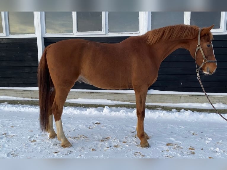 Cavallo da sella tedesco Castrone 5 Anni 165 cm Sauro in Sittensen