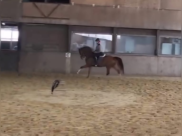 Cavallo da sella tedesco Castrone 5 Anni 165 cm Sauro in Sittensen