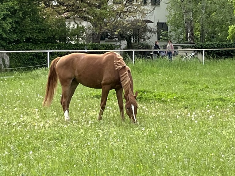 Cavallo da sella tedesco Castrone 5 Anni 165 cm Sauro in Gernsheim