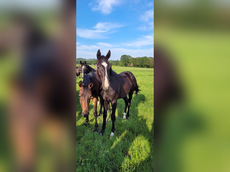 Cavallo da sella tedesco Castrone 5 Anni 167 cm Morello in Menslage