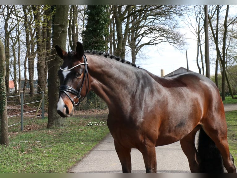 Cavallo da sella tedesco Castrone 5 Anni 168 cm Baio in Recke, bei Osnabrück