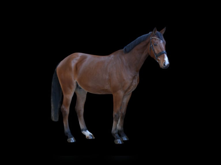 Cavallo da sella tedesco Castrone 5 Anni 168 cm Baio in Güglingen