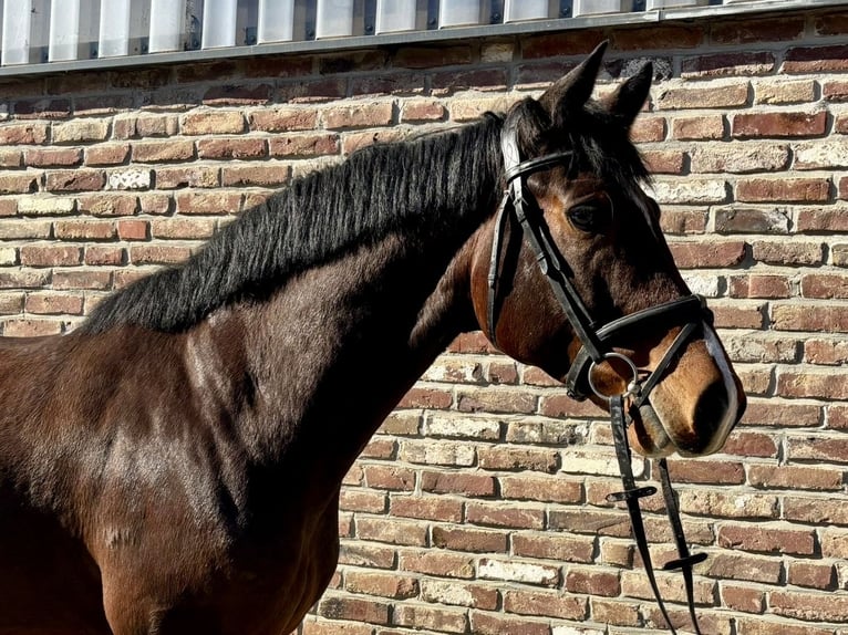 Cavallo da sella tedesco Castrone 5 Anni 168 cm Baio in Grevenbroich
