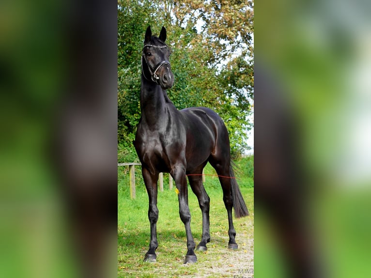 Cavallo da sella tedesco Castrone 5 Anni 168 cm Baio scuro in RhedeRhede