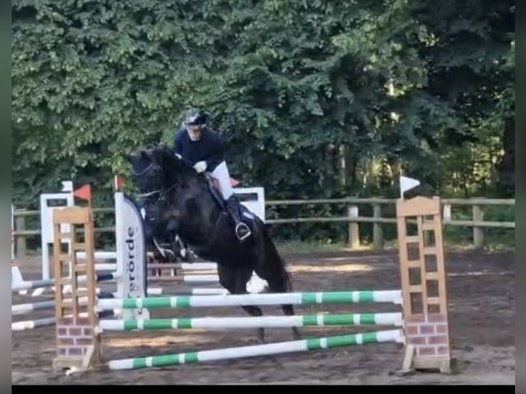 Cavallo da sella tedesco Castrone 5 Anni 168 cm Baio scuro in RhedeRhede