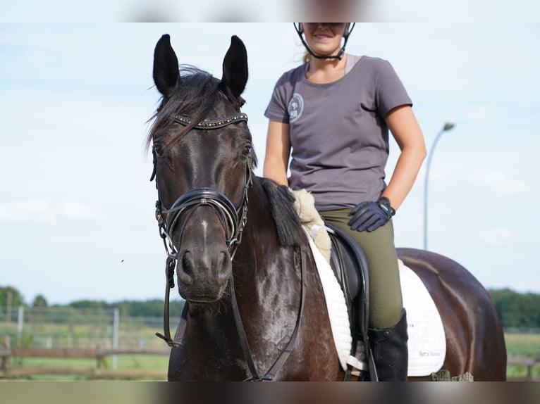 Cavallo da sella tedesco Castrone 5 Anni 168 cm Baio scuro in RhedeRhede