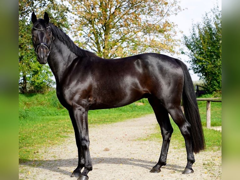 Cavallo da sella tedesco Castrone 5 Anni 168 cm Baio scuro in RhedeRhede