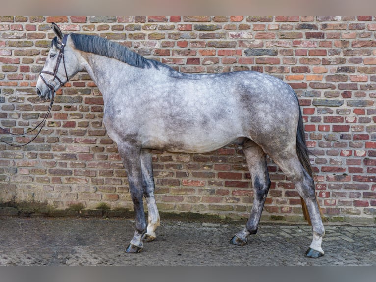 Cavallo da sella tedesco Castrone 5 Anni 168 cm in Grevenbroich