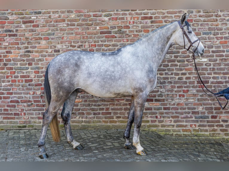 Cavallo da sella tedesco Castrone 5 Anni 168 cm in Grevenbroich