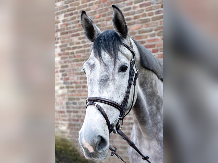 Cavallo da sella tedesco Castrone 5 Anni 168 cm in Grevenbroich