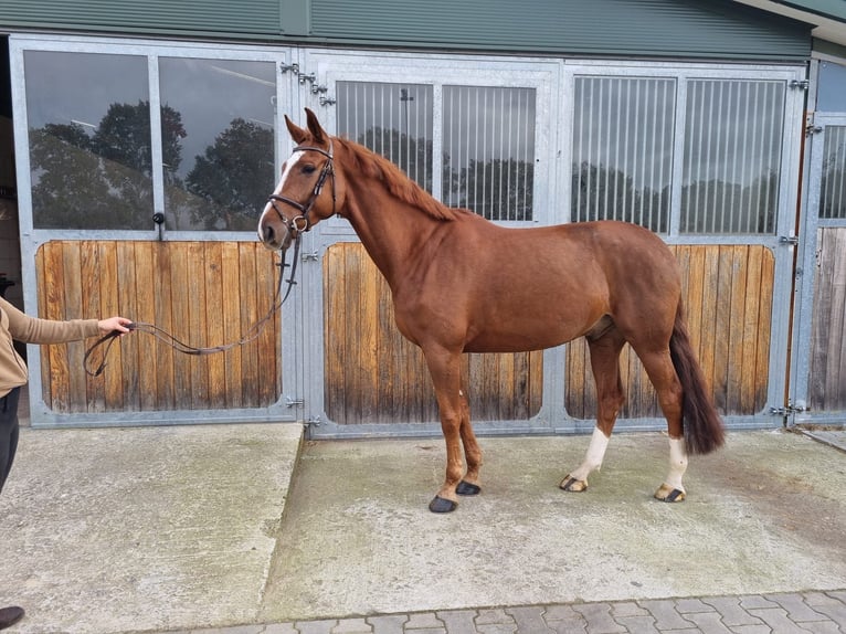 Cavallo da sella tedesco Castrone 5 Anni 168 cm Sauro in Wolfsburg Cavallo da sella tedesco Castrone 5 Anni 168 cm Sauro in Wolfsburg
