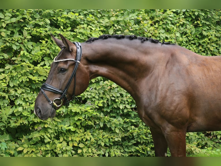 Cavallo da sella tedesco Castrone 5 Anni 170 cm Morello in Recke, bei Osnabrück