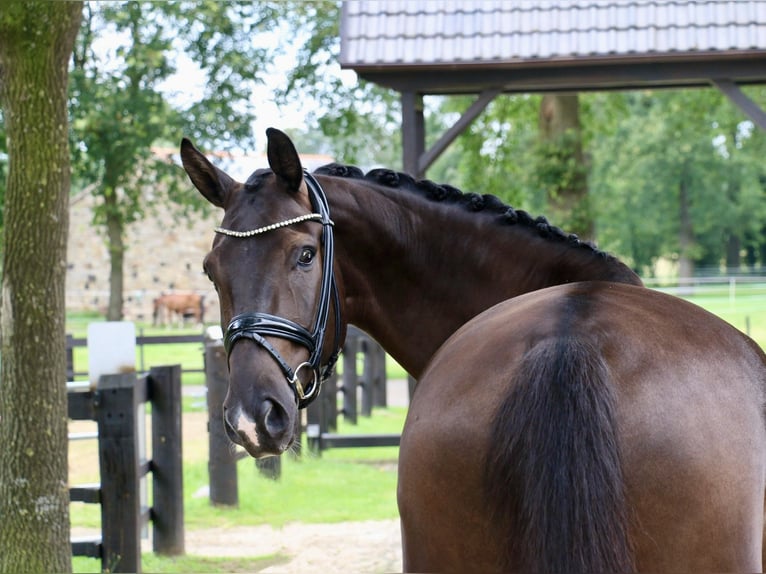 Cavallo da sella tedesco Castrone 5 Anni 170 cm Morello in Recke, bei Osnabrück