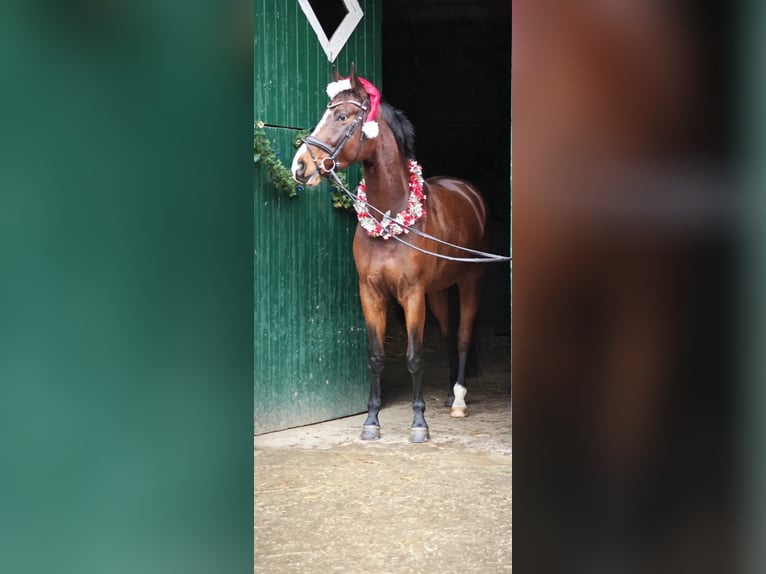 Cavallo da sella tedesco Castrone 5 Anni 171 cm Baio scuro in Münster