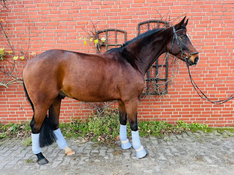 Cavallo da sella tedesco Castrone 5 Anni 171 cm Baio scuro in Münster