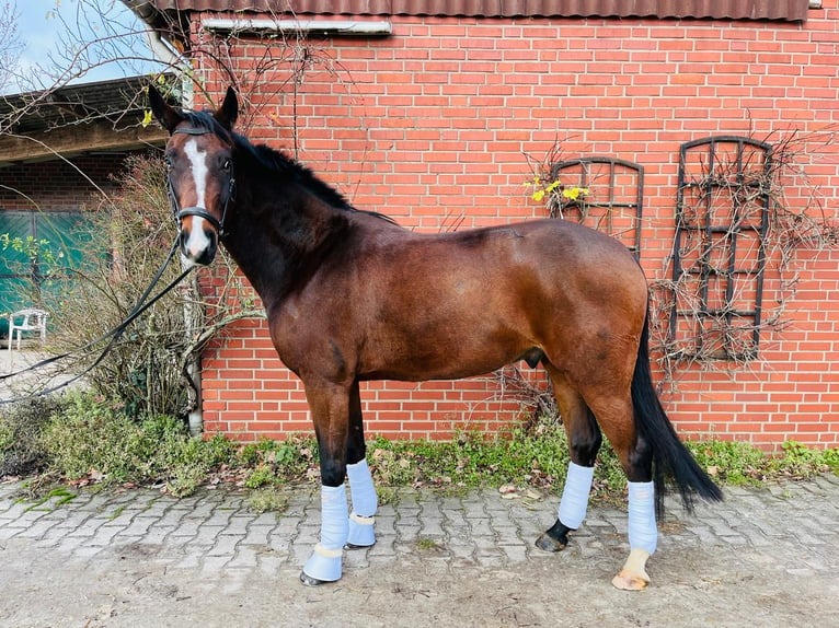 Cavallo da sella tedesco Castrone 5 Anni 171 cm Baio scuro in Münster