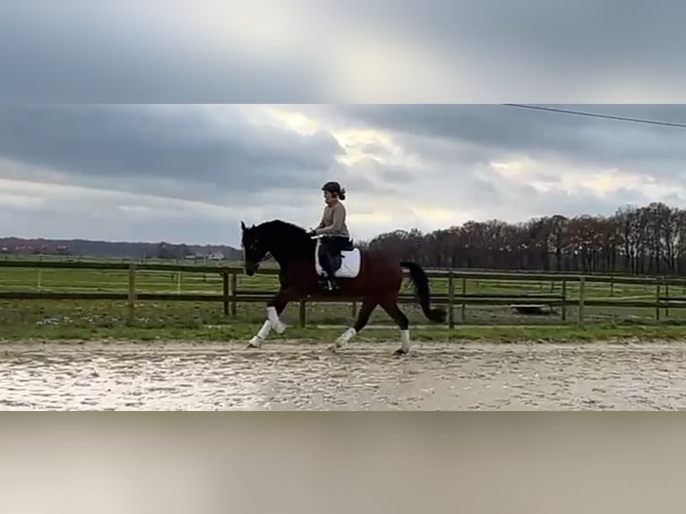 Cavallo da sella tedesco Castrone 5 Anni 171 cm Baio scuro in Münster