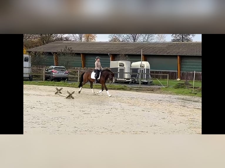 Cavallo da sella tedesco Castrone 5 Anni 171 cm Baio scuro in Münster