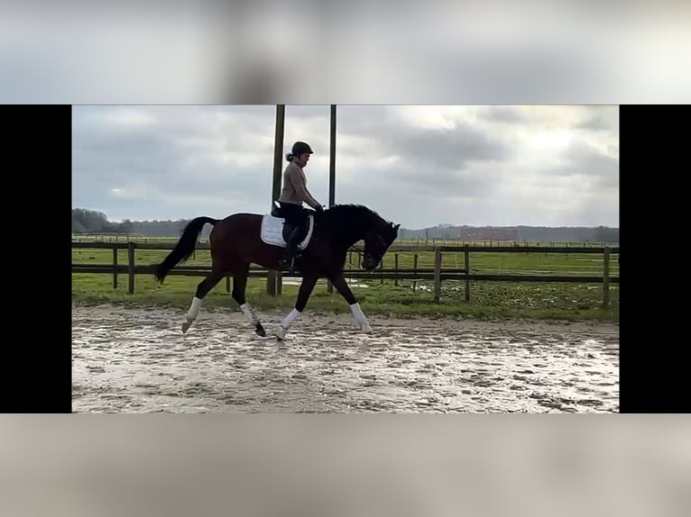 Cavallo da sella tedesco Castrone 5 Anni 171 cm Baio scuro in Münster