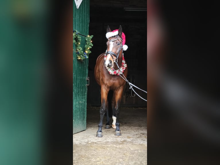 Cavallo da sella tedesco Castrone 5 Anni 171 cm Baio scuro in Münster