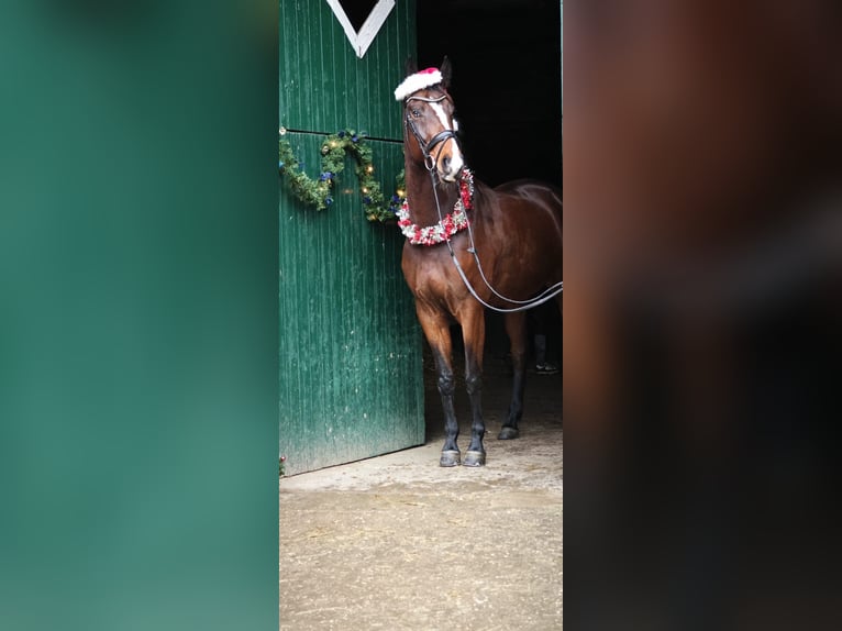 Cavallo da sella tedesco Castrone 5 Anni 171 cm Baio scuro in Münster