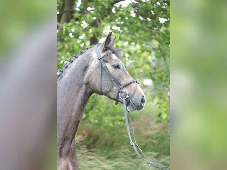 Cavallo da sella tedesco Castrone 5 Anni 172 cm Può diventare grigio in Neuenrade