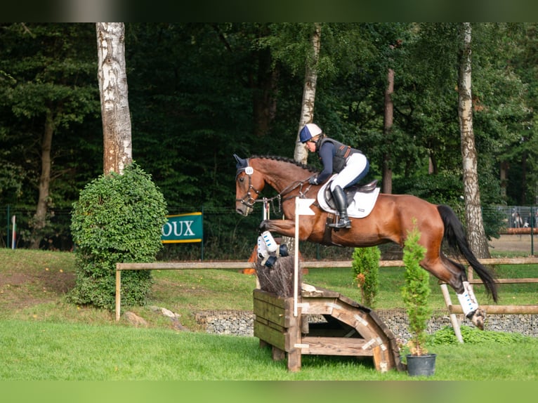 Cavallo da sella tedesco Castrone 5 Anni 173 cm Baio in Nei&#xDF;eaue