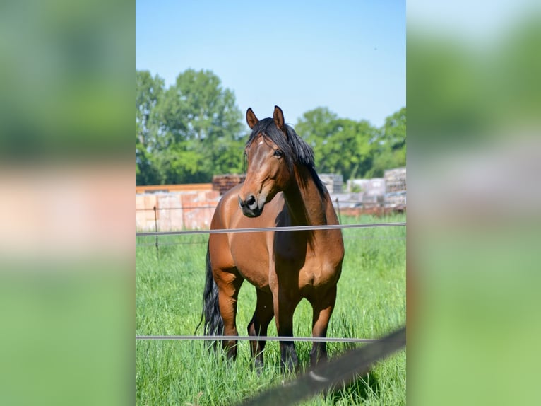 Cavallo da sella tedesco Castrone 5 Anni 175 cm Baio in Greven