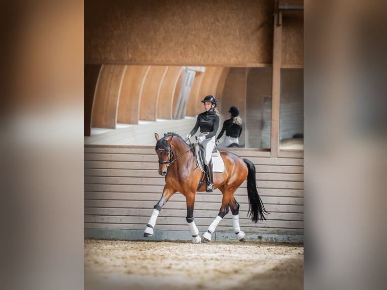 Cavallo da sella tedesco Castrone 5 Anni 175 cm  in Stockholm