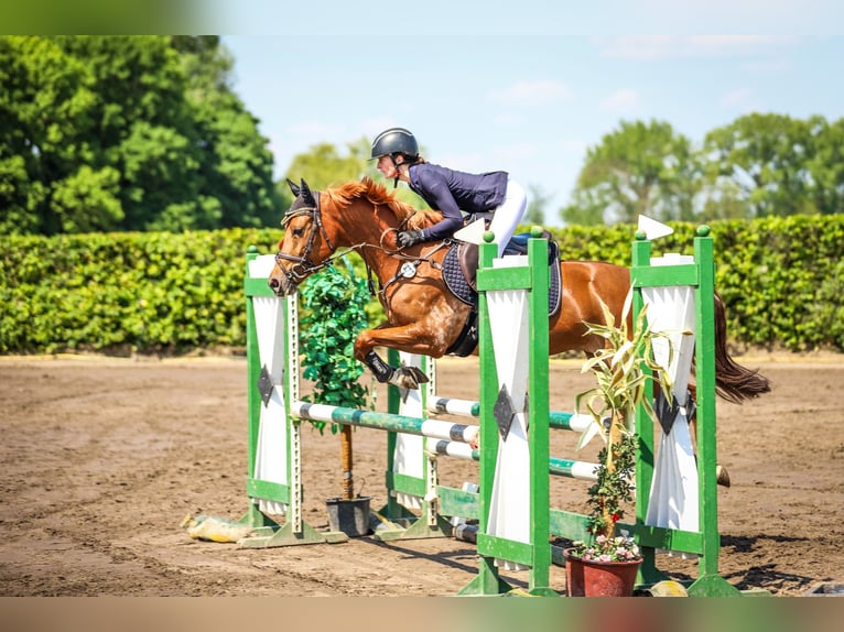 Cavallo da sella tedesco Castrone 6 Anni 145 cm Sauro in Rhinow