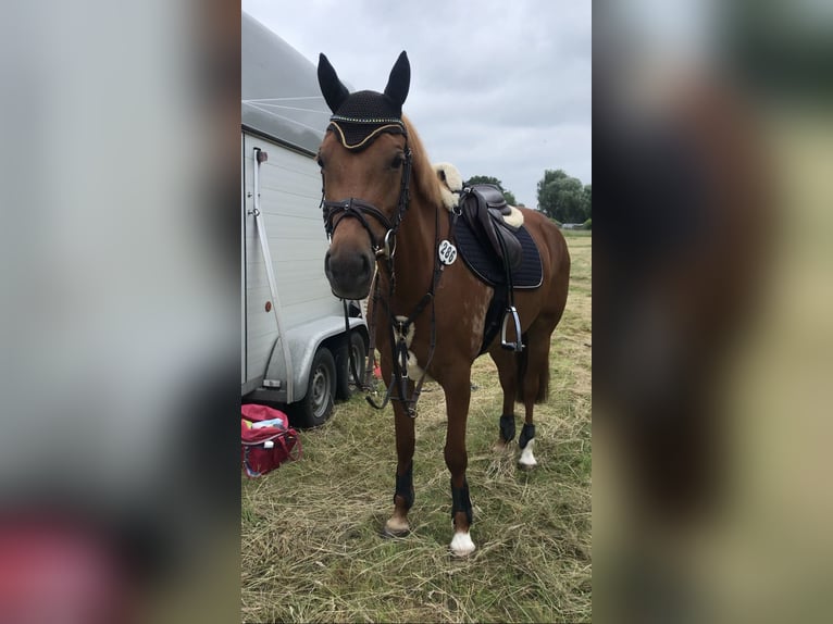 Cavallo da sella tedesco Castrone 6 Anni 145 cm Sauro in Rhinow